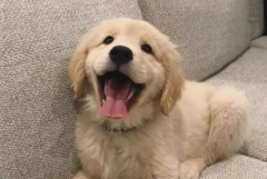 ������ƽ�ë����