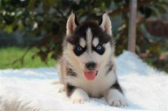 ��������������ʶ