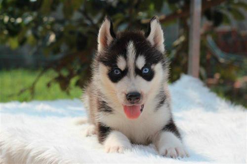 ��������������ʶ