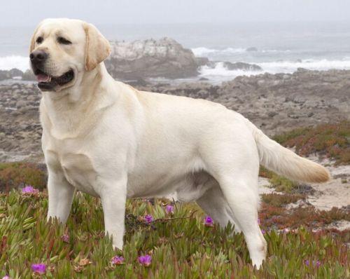 ������ι��ָ��