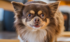 �����������緢����������Ӧ��