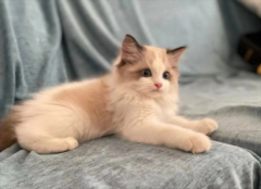 è�����������Щ��