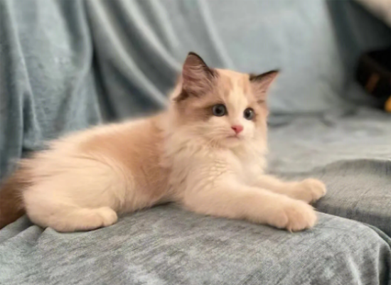 è�����������Щ��