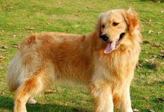 ��ëȮ��������ȱ������Щ����