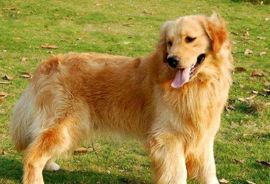 ��ëȮ��������ȱ������Щ����