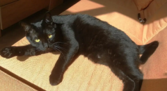 �ϼ���è���Ը�����?