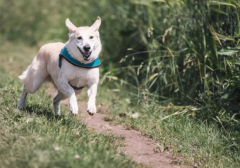 ��������������һ���������δ�