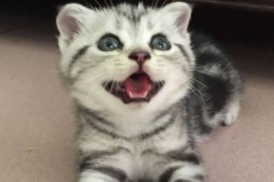 ����è���Ը�����?