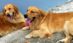 ��ë�򹫵Ļ���ĸ�ĺ�