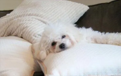 �������γ�����������