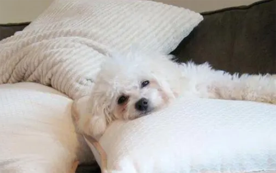 �������γ�����������