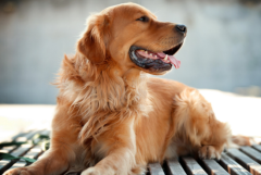 ��ë�����˵�ʮ�ֱ���