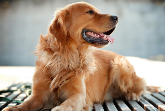 ��ë�����˵�ʮ�ֱ���