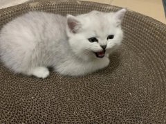 è��ƽ������Щ����ϰ��