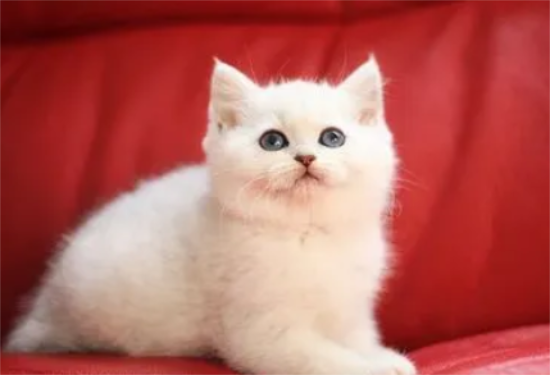 猫咪为什么喜欢钻进封闭的空间?