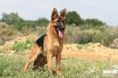 �¹�����Ȯ����������Щ