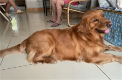 ũ��һ��ι��ë��ʲô