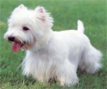 ����ι��ʮ����