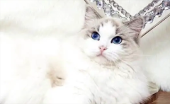 ��ô�ж���è�����䣿