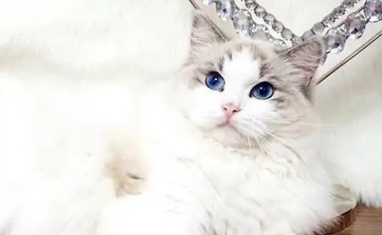 怎么判断幼猫的年龄?