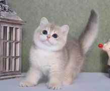 ��è���˶���5������