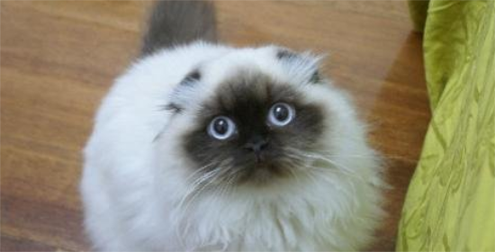 喜马拉雅猫性格如何?