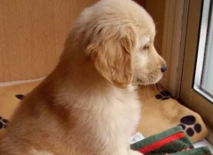 100�����������Ľ�ë����