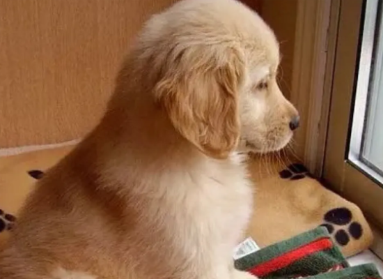 100�����������Ľ�ë����