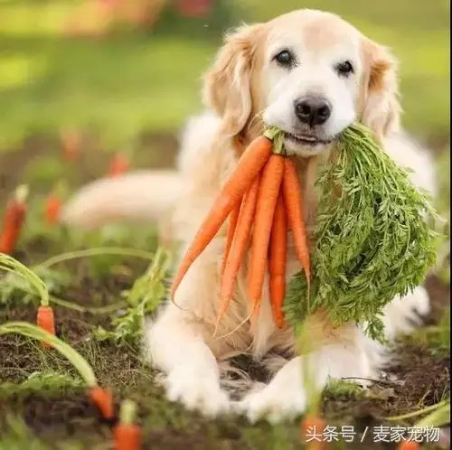 ������ͷ��ɫ��ԭ��