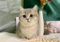 Ӣ����ëè��ϰ������Щ?