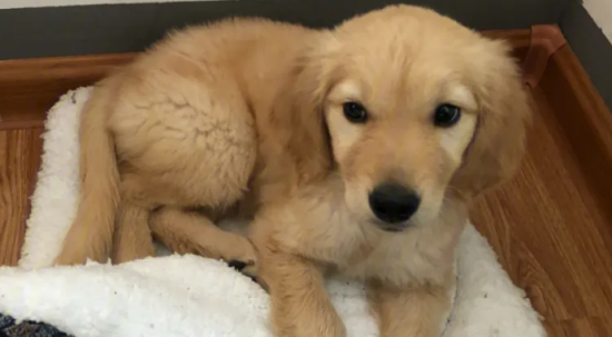 ��ë��������������˵��