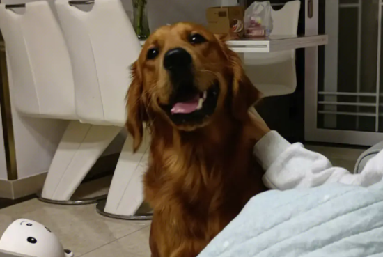 金毛几个月脸开始变宽 金毛几个月脸开始变宽