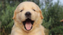 ��ë��Ȯ����������