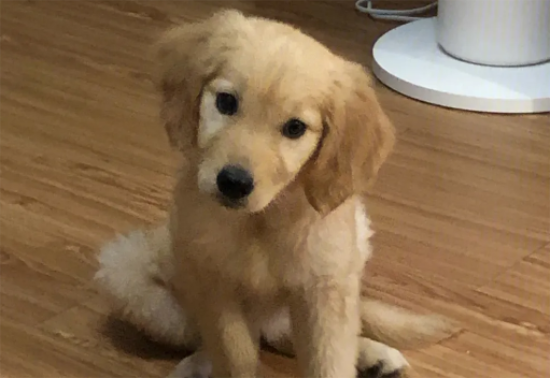 金毛幼犬怎么喂养 金毛幼犬怎么喂养