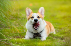 ��ĦҮ��ʳ����ι��