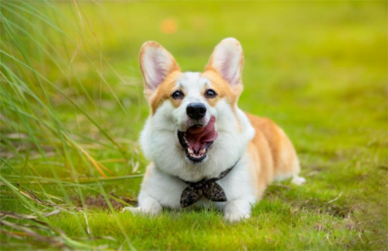 ��ĦҮ��ʳ����ι��