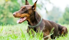 ������ë��ԭ�򼰽������