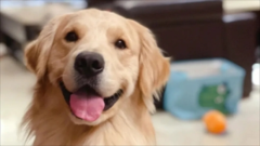 ��ë������һ���Ƕ�����