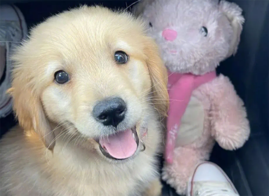 金毛几个月就不闹腾了 金毛几个月就不闹腾了