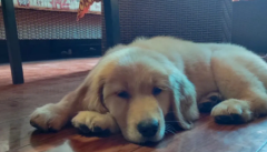 ��ë�����¿�ʼ�ͳ�