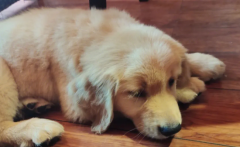 ��ë�����¿�ʼ��ëɫ