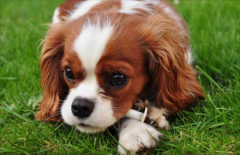 ����������������Ϊ��Ƚ���