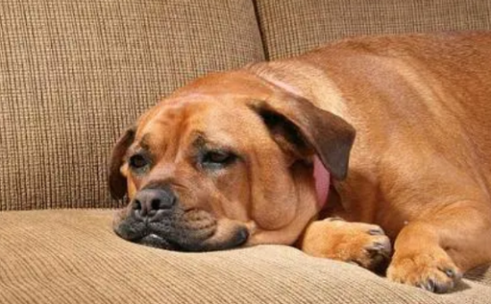 ����û��ʳ����ԭ��ʹ�������