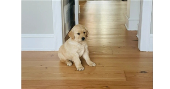 两个月的金毛怎么喂牛奶粉 两个月的金毛怎么喂牛奶粉