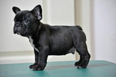 �������Ŵ����׵ĺô�����Щ?