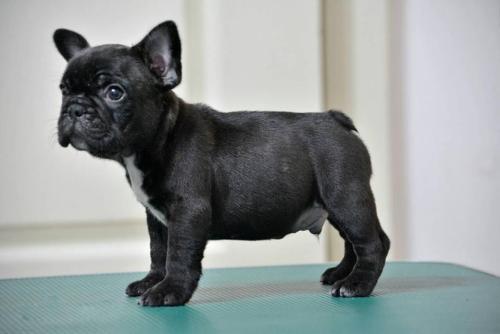 �������Ŵ����׵ĺô�����Щ?