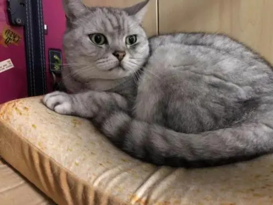 Сè��С������ô��?