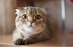 ��������è�Ը����