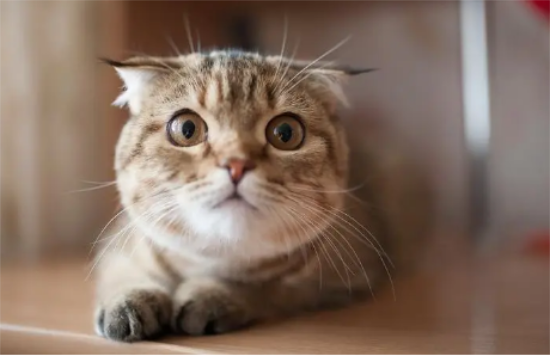 ��������è�Ը����