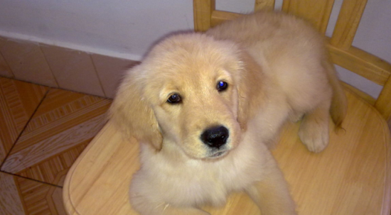 金毛吃什么肉增肥最快 金毛吃什么肉增肥最快